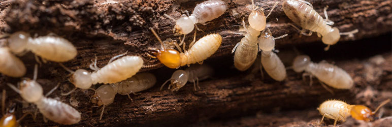 Termite Spray Treatment services
