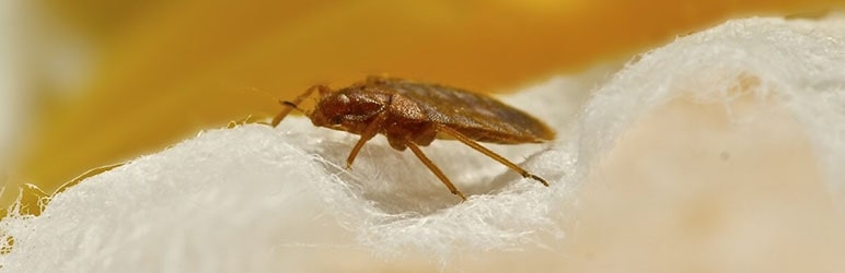 bed bugs pest control in Pune