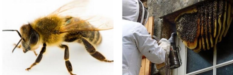 honey bee pest control services