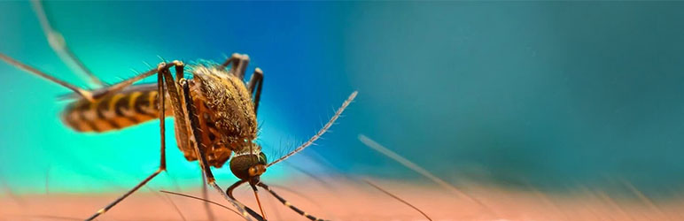 Mosquito Spraying Services in Pune