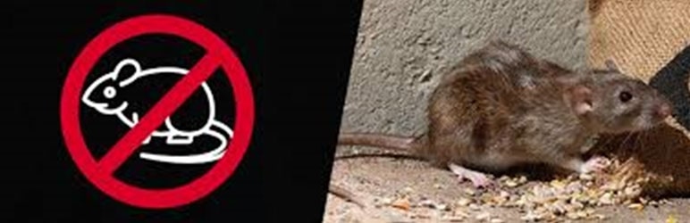 Rats Pest Control Services in Pune