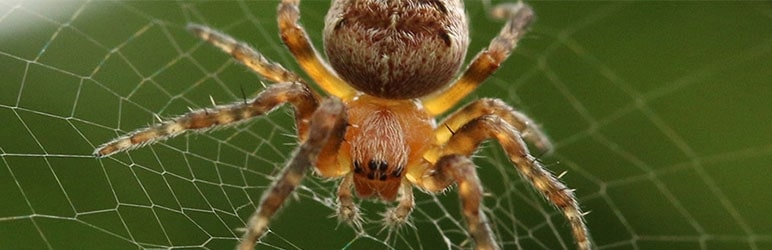 Spider Control Services In Pune